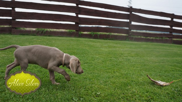 Miot H — 9 Weeks