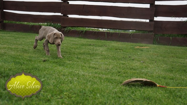 Miot H — 9 Weeks