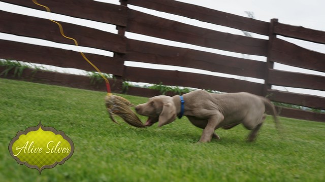 Miot H — 9 Weeks