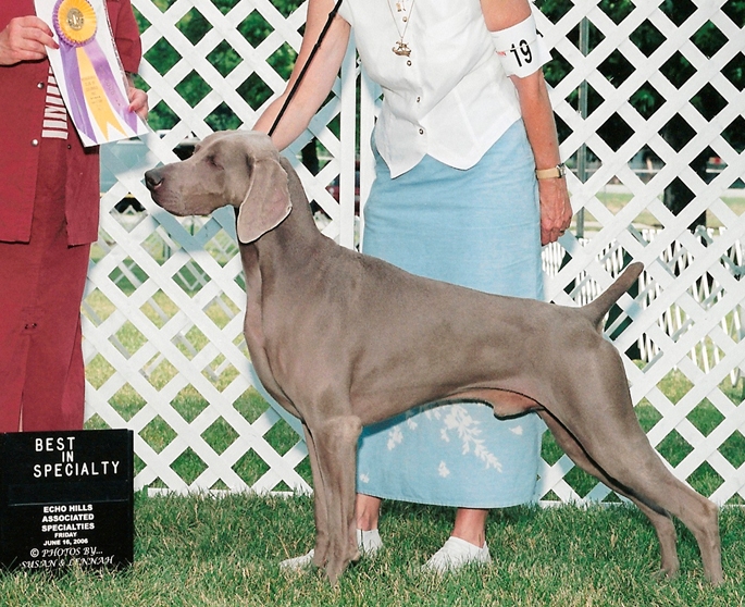 Miot H — Grandparents Puppies Weiamraner