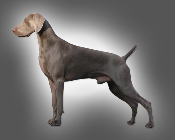 Miot H — Grandparents Puppies Weiamraner