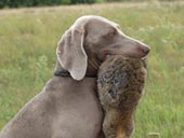 Miot H — Grandparents Puppies Weiamraner