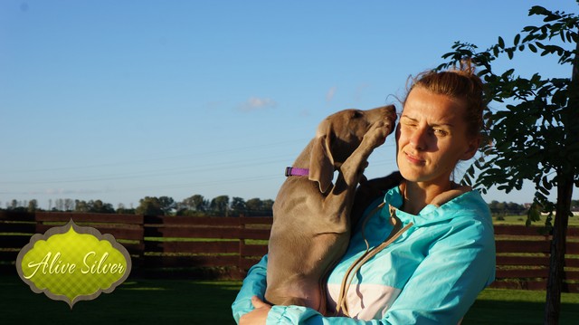 Miot H — Heart Breaker Alive Silver Weimaraner 10 Weeks