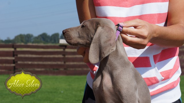 Miot H — Heart Breaker Alive Silver Weimaraner 10 Weeks