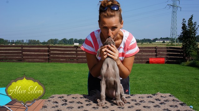 Miot H — Heart Breaker Alive Silver Weimaraner 10 Weeks
