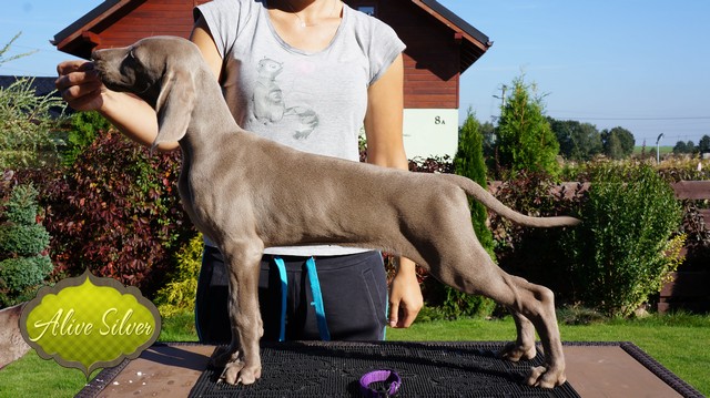 Miot H — Heart Breaker Alive Silver Weimaraner 10 Weeks