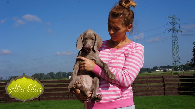 Miot H — Heart Breaker Alive Silver Weimaraner 10 Weeks