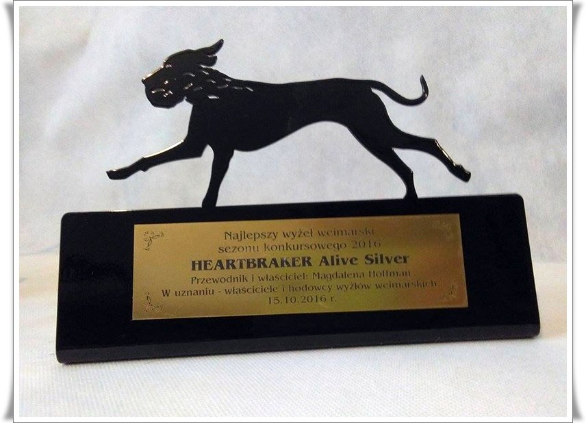 Miot H — Heart Breaker Alive Silver Weimaraner 10 Weeks/Best Weimaraner Season Competition 2016
