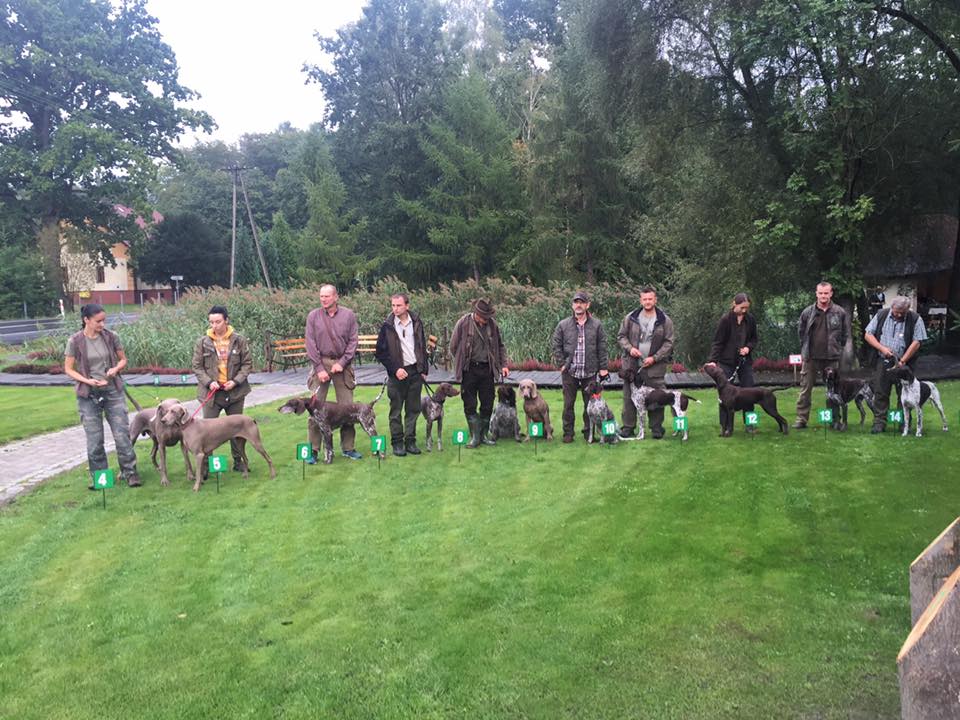 Miot H — Heart Breaker Alive Silver Weimaraner 10 Weeks/First Memorial Of Erwin Dembiniok International Contest Of Working Pointers