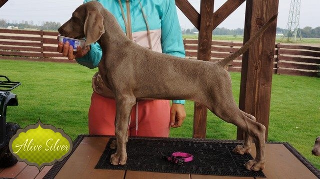 Miot H — Hill Of Hope Alive Silver Weimaraner/All