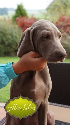 Miot H — Hill Of Hope Alive Silver Weimaraner/All