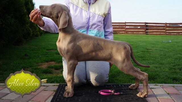 Miot H — Hill Of Hope Alive Silver Weimaraner/All