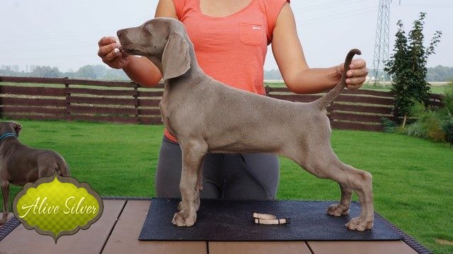 Miot H — Hill Of Hope Alive Silver Weimaraner/All