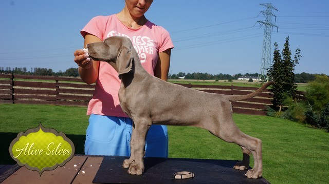 Miot H — Hill Of Hope Alive Silver Weimaraner/All
