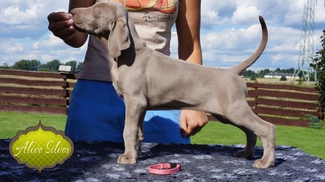 Miot H — Hill Of Hope Alive Silver Weimaraner/All