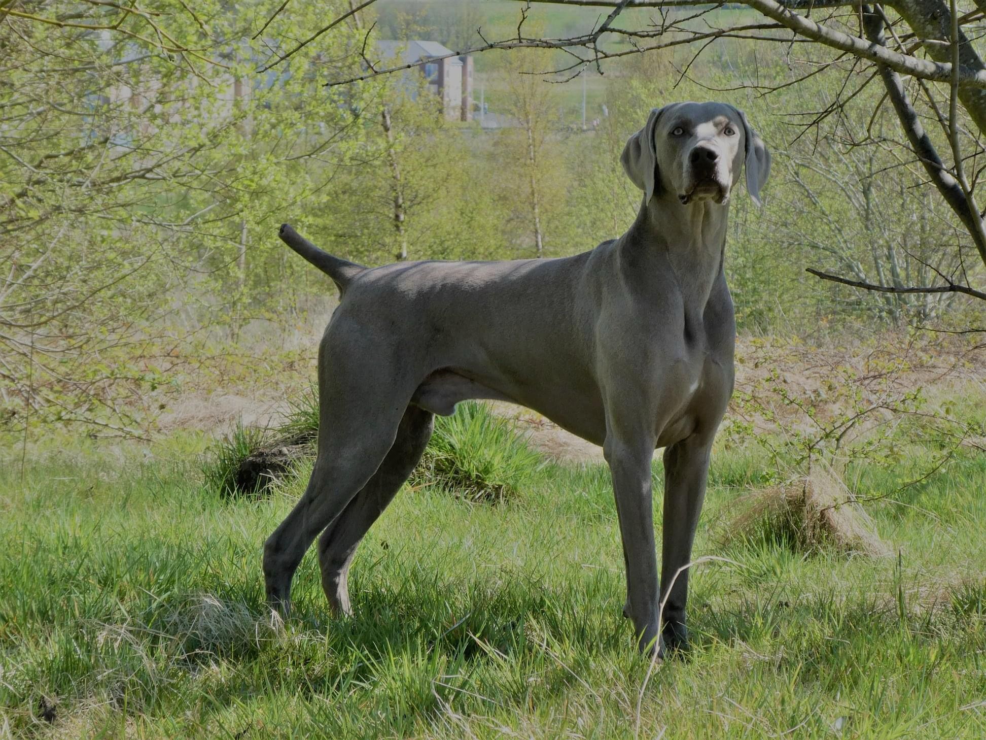 Miot K — American Boy Gray Arrow
