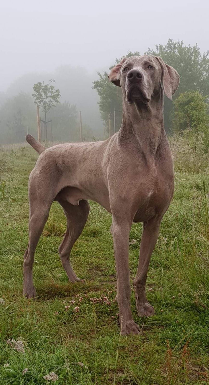 Miot K — American Boy Gray Arrow