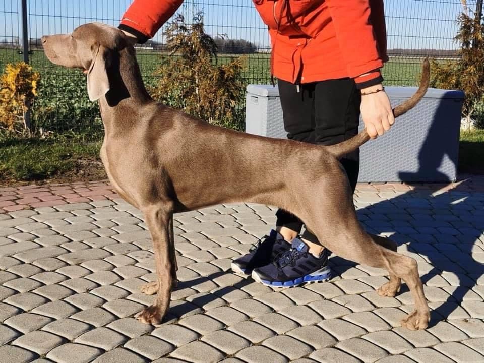 Miot K — American Boy Gray Arrow