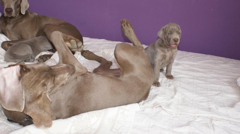 Miot O — Etap 1