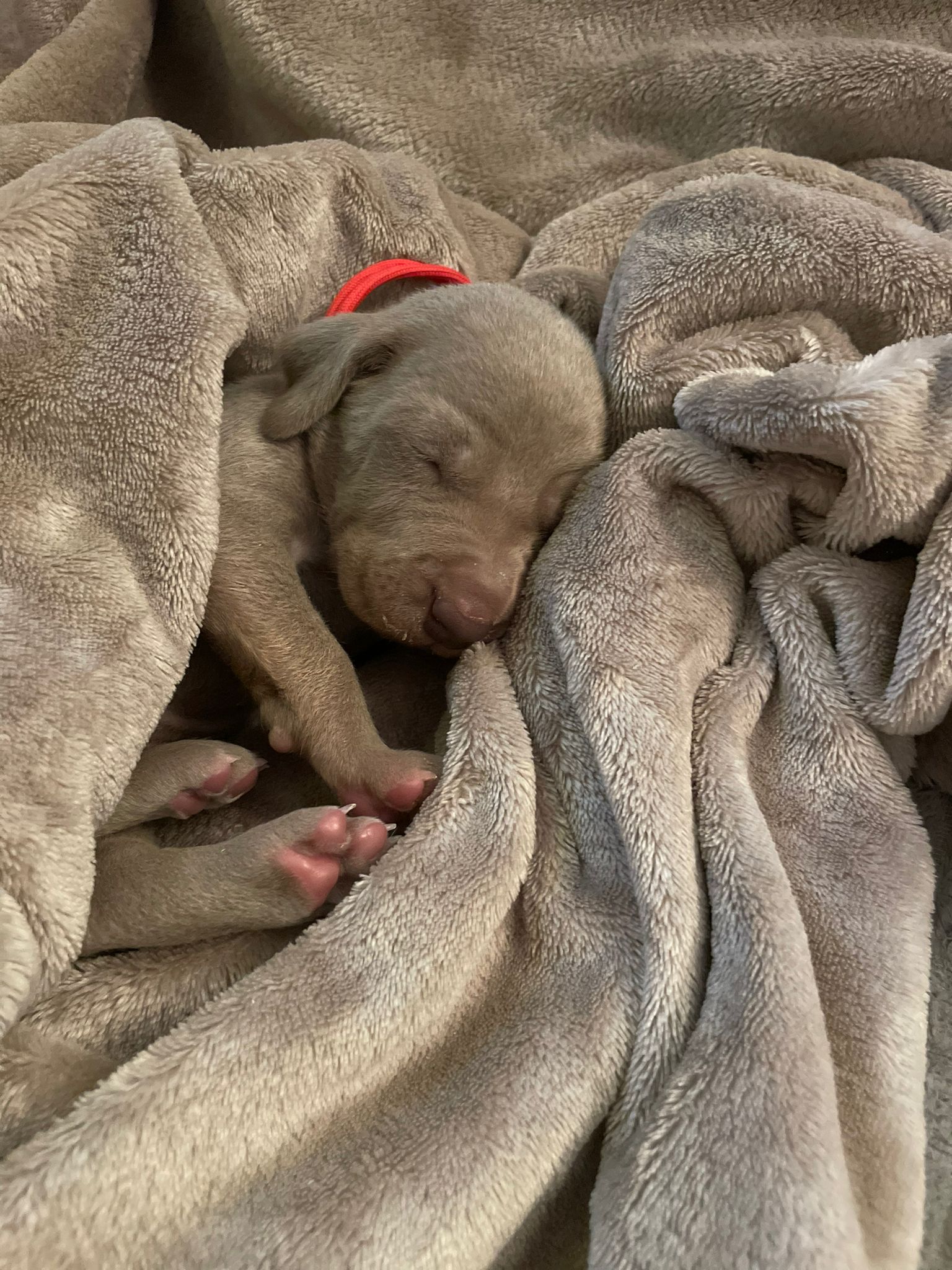 Miot O — 2 Weeks