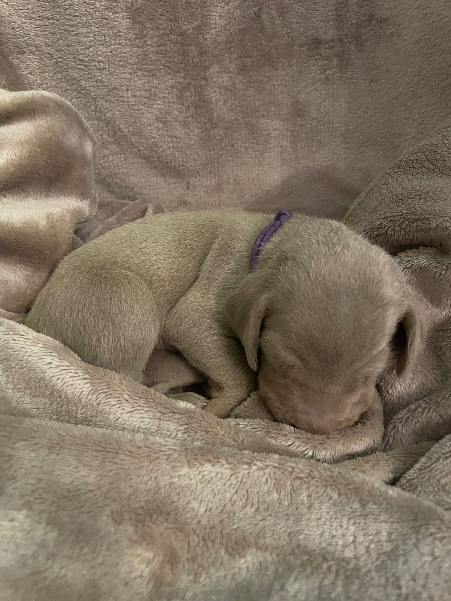 Miot O — 2 Weeks