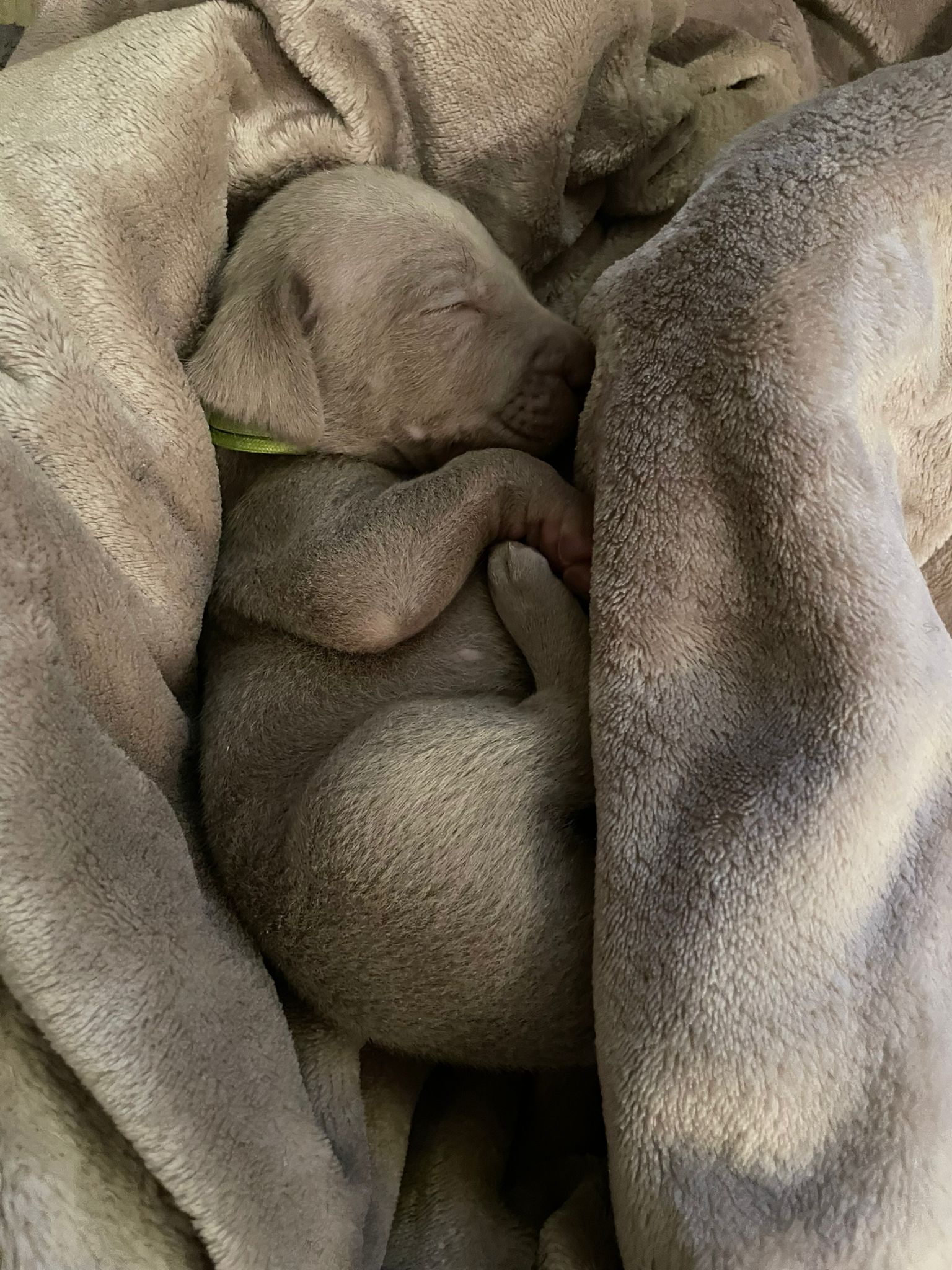 Miot O — 2 Weeks