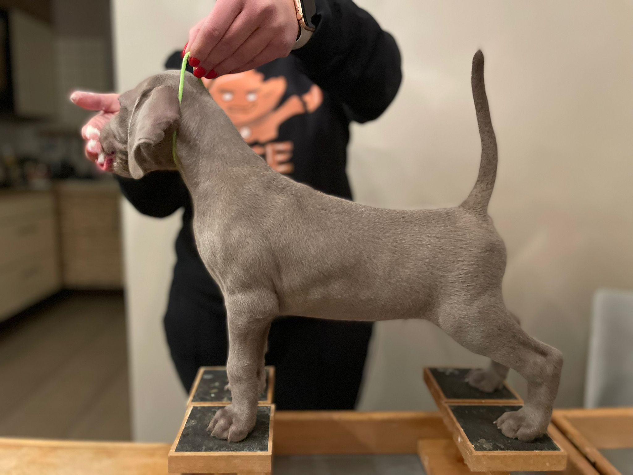 Miot O — 6 Weeks