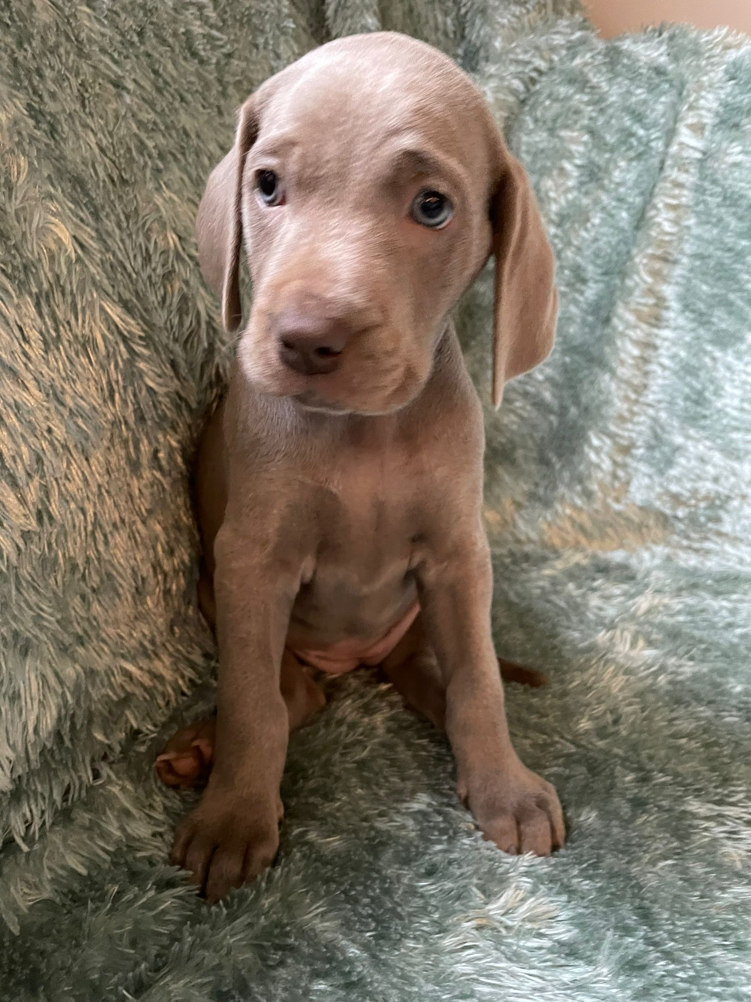 Miot O — 6 Weeks