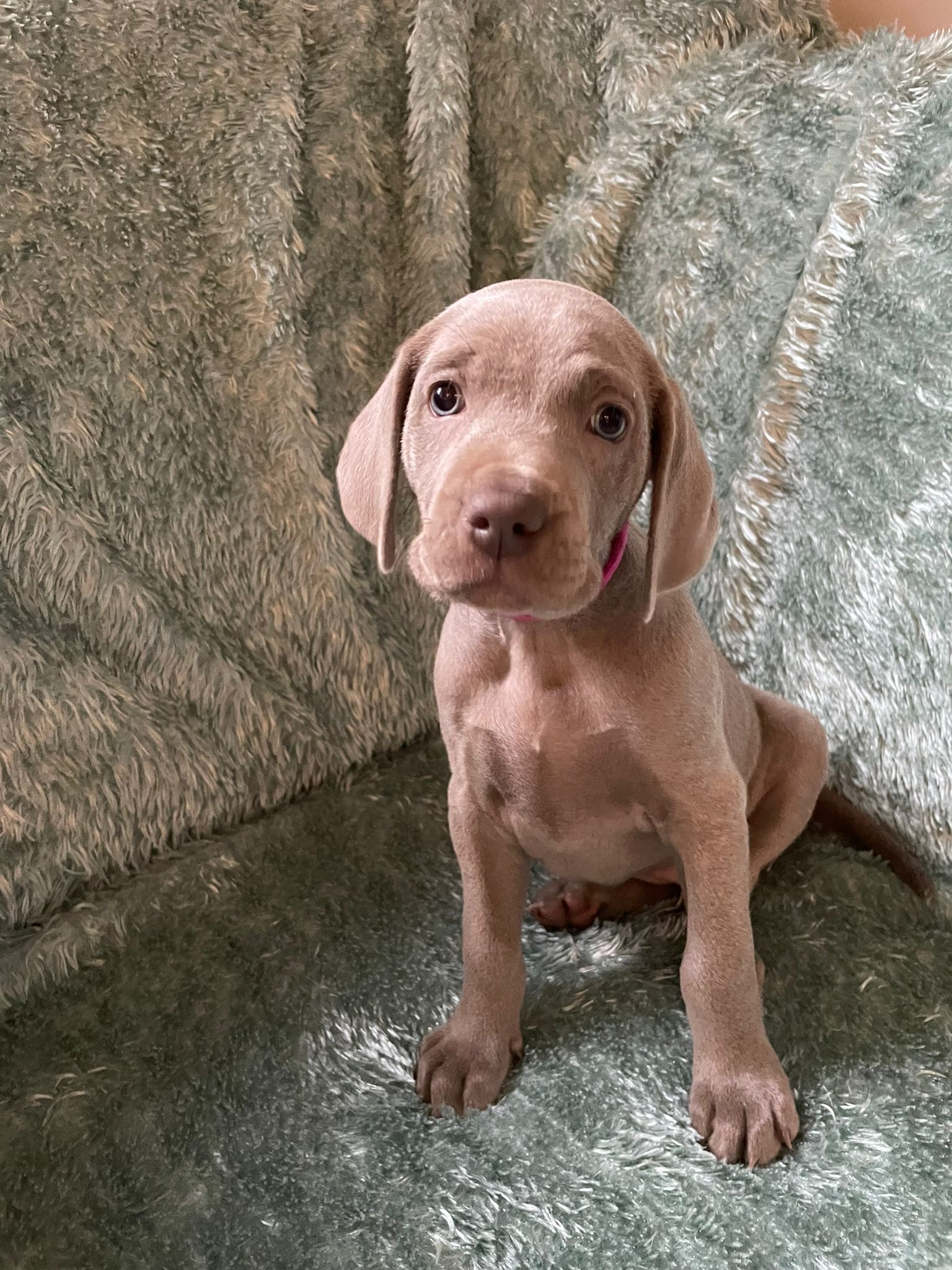 Miot O — 6 Weeks