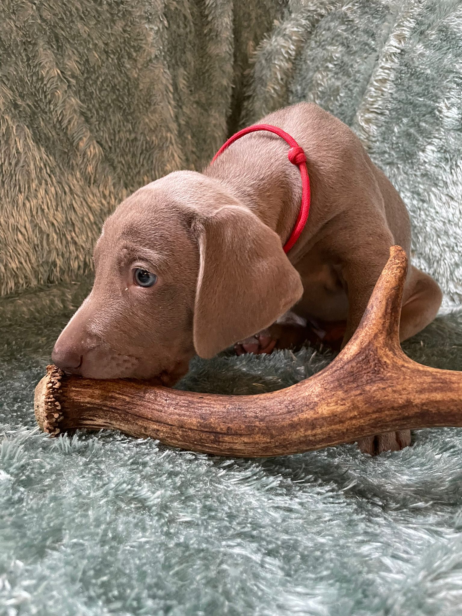Miot O — 6 Weeks