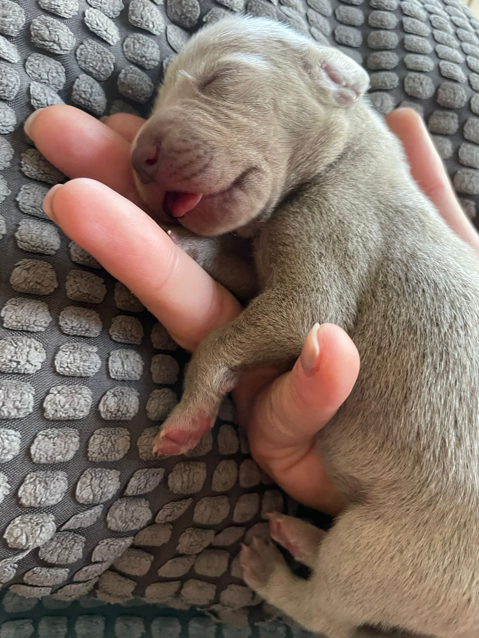 Miot O — Born