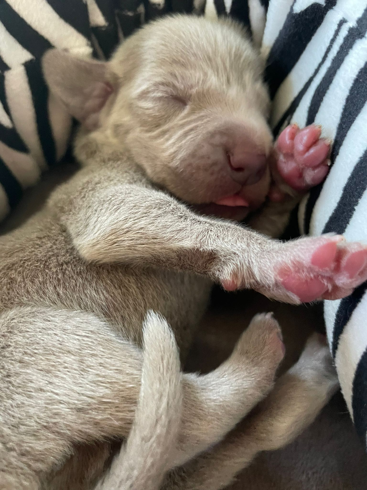 Miot O — Born