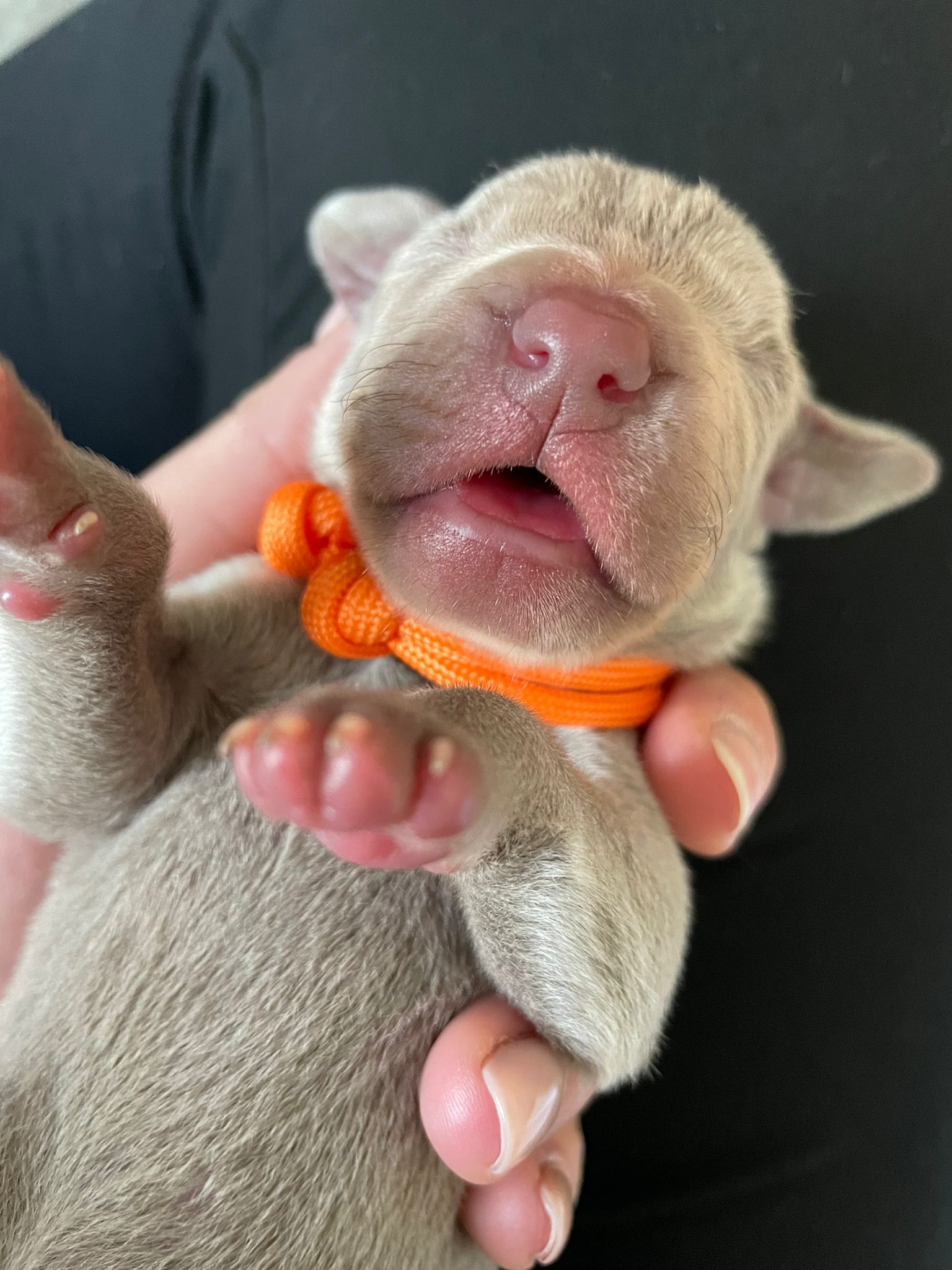 Miot O — Born