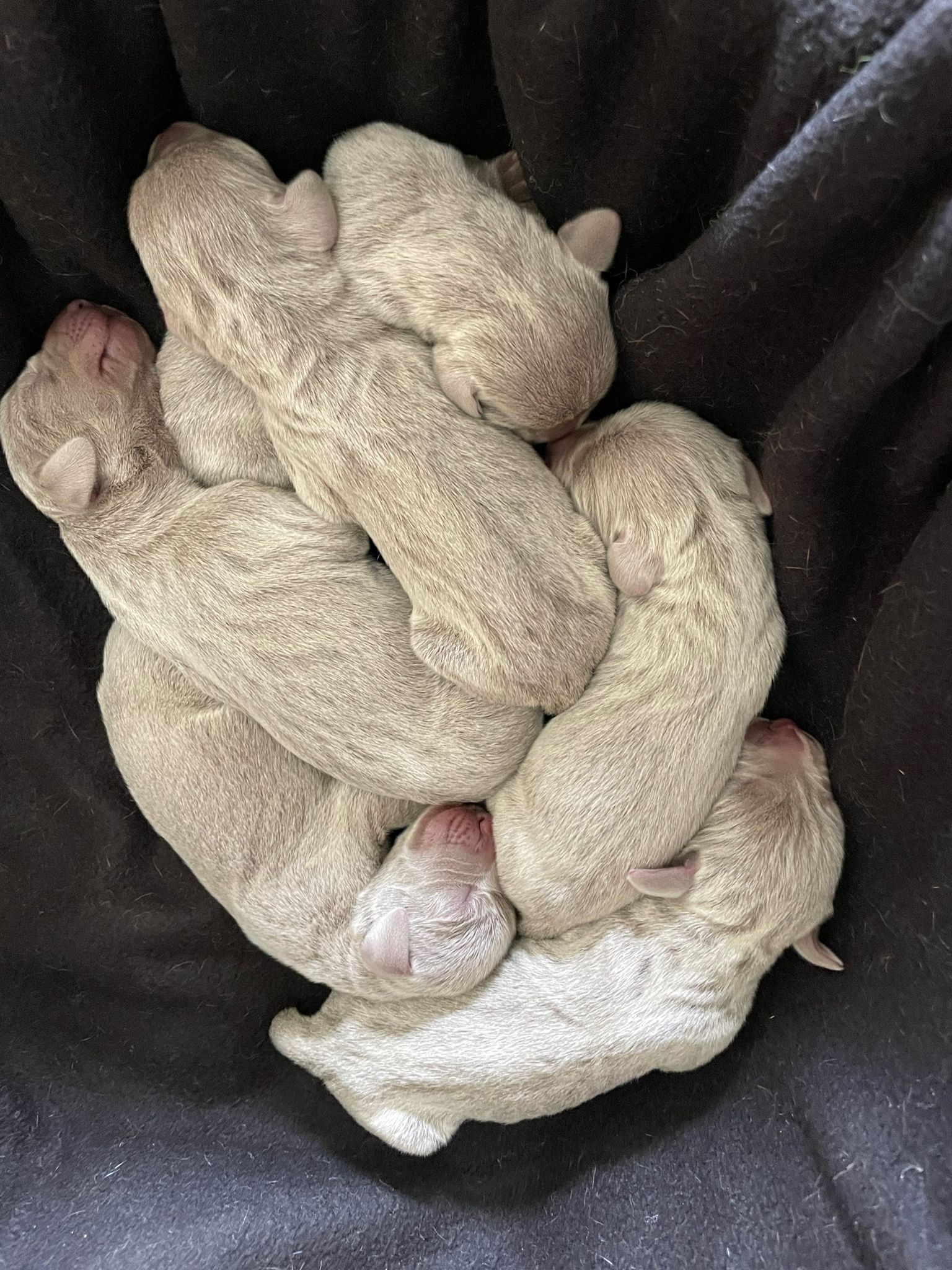 Miot O — Born