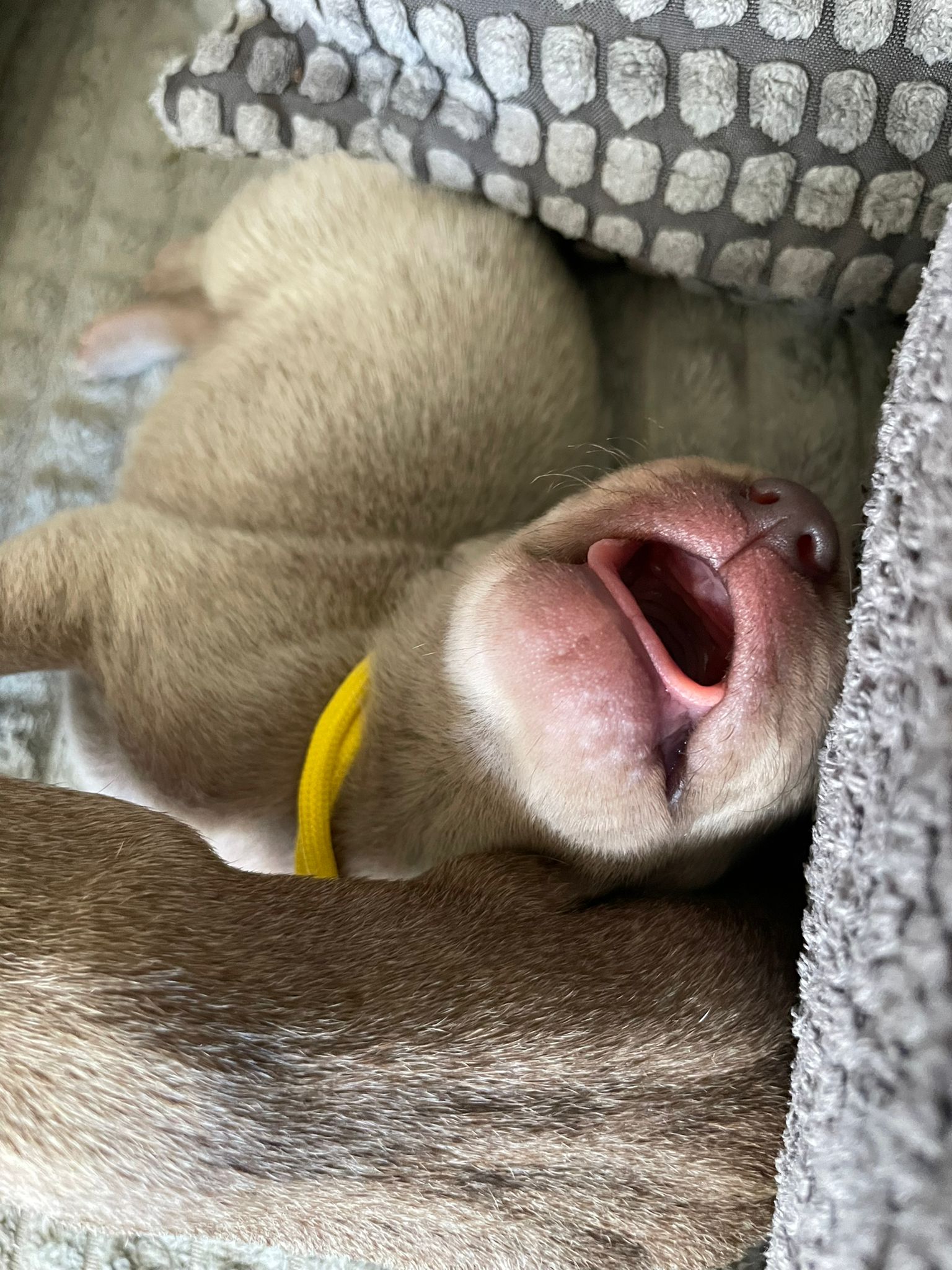 Miot O — Born