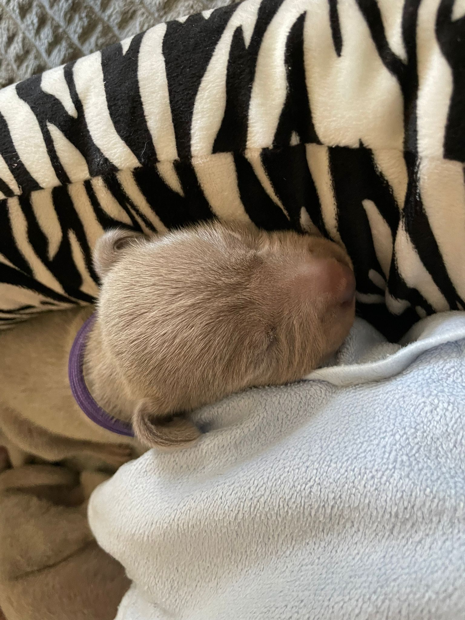 Miot O — Born