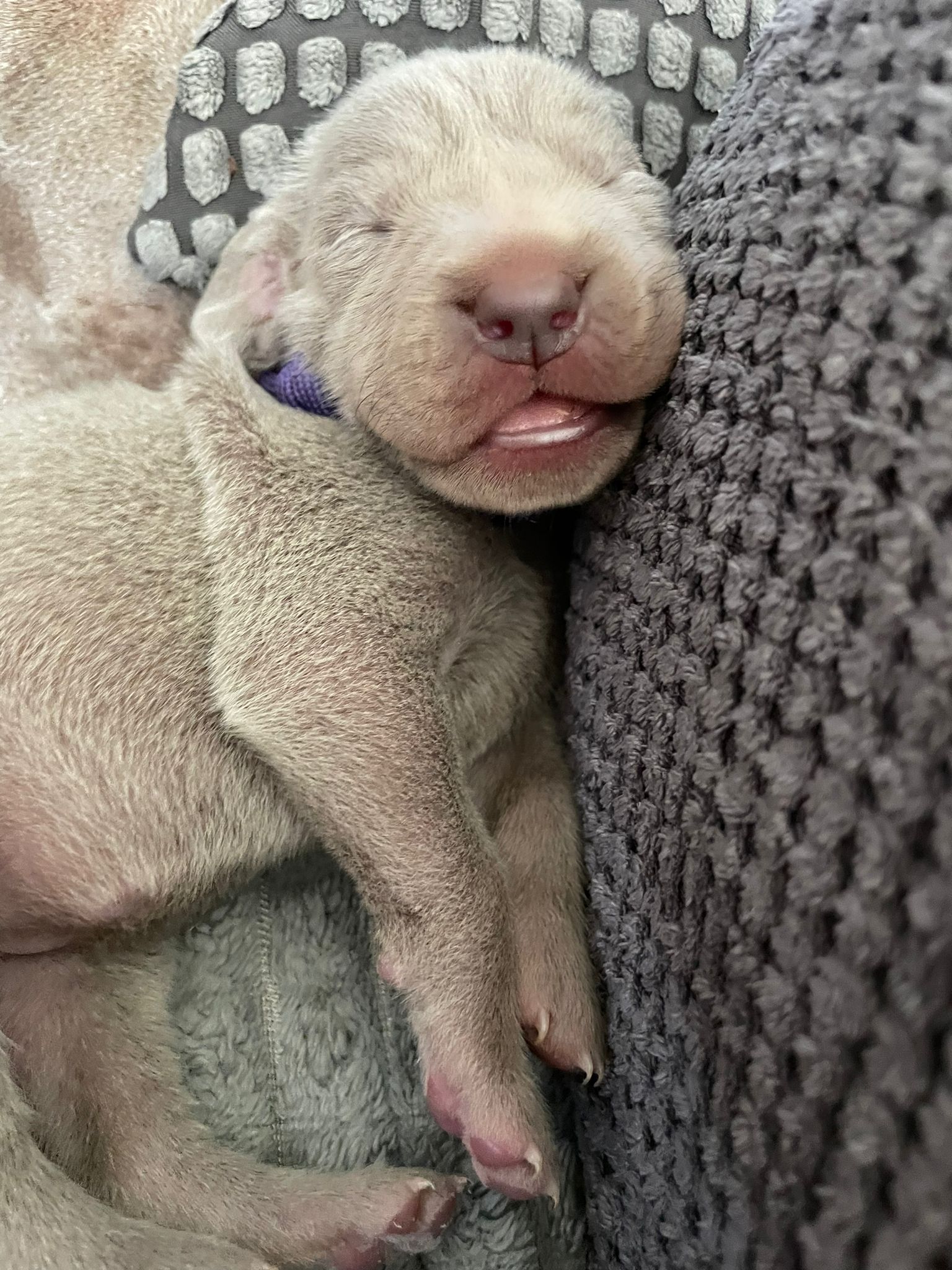 Miot O — Born