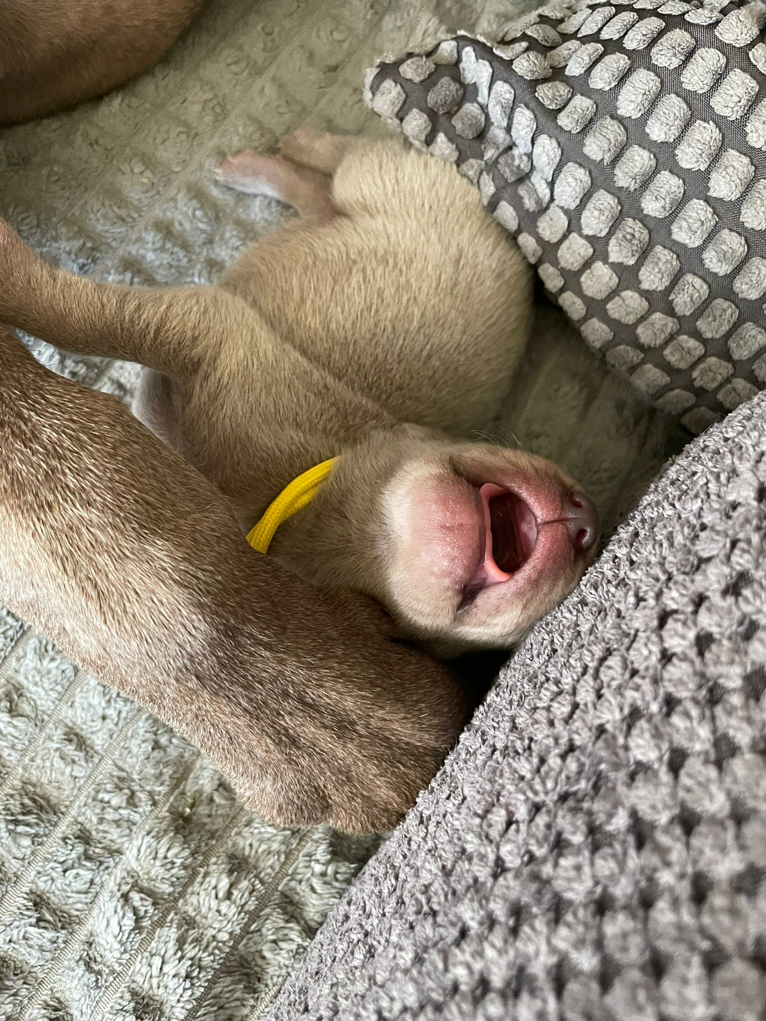 Miot O — Born