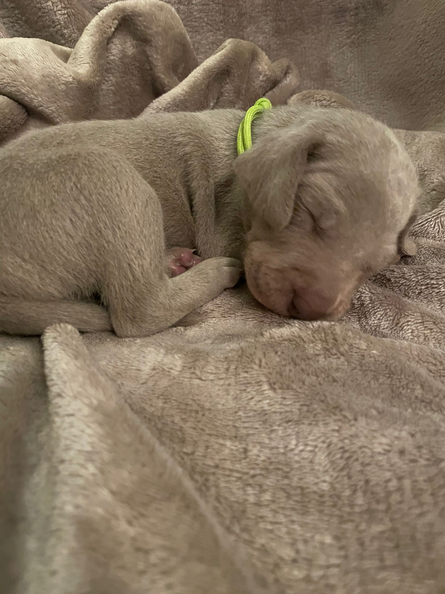 Miot O — 2 Weeks