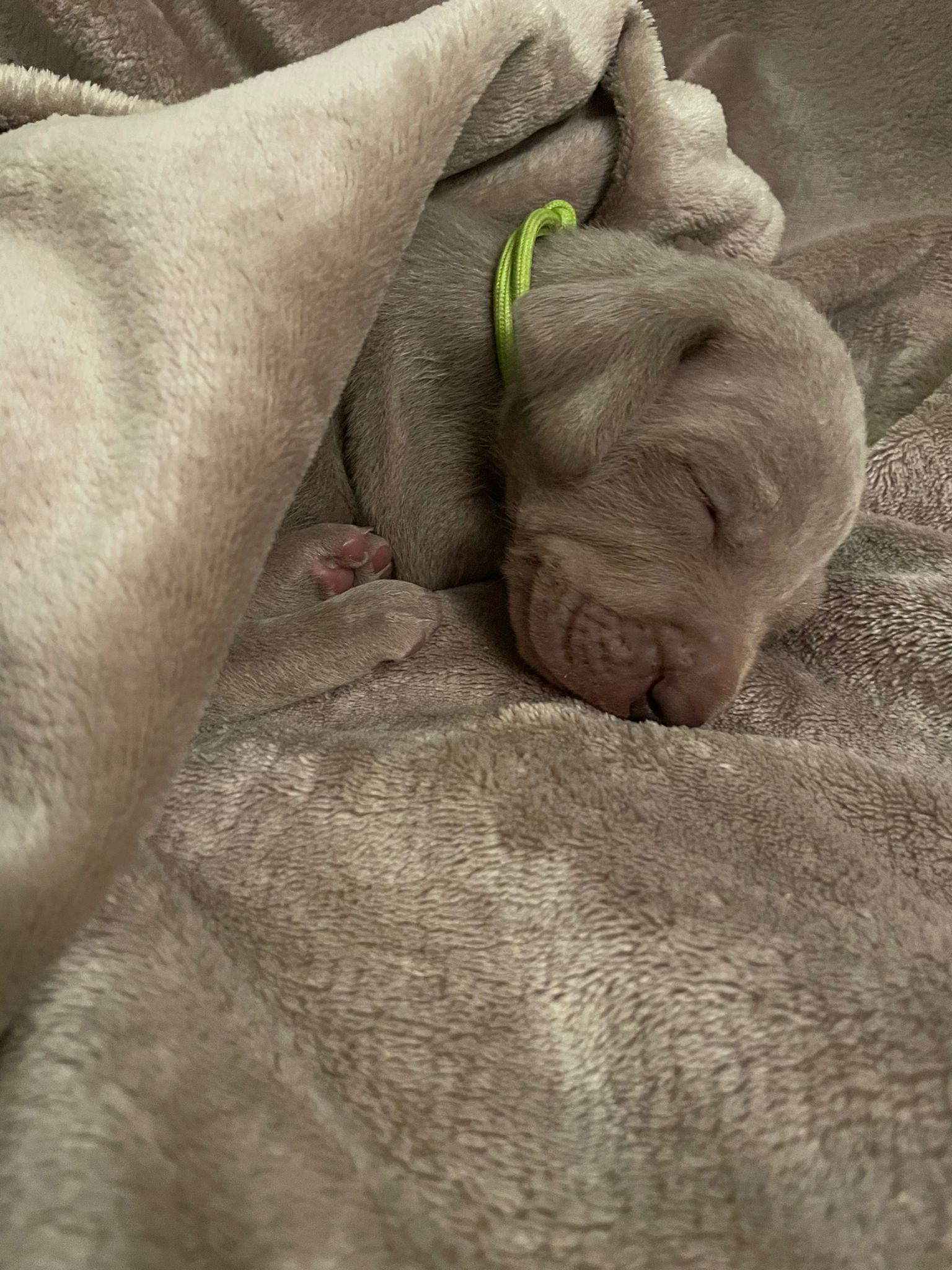 Miot O — 2 Weeks