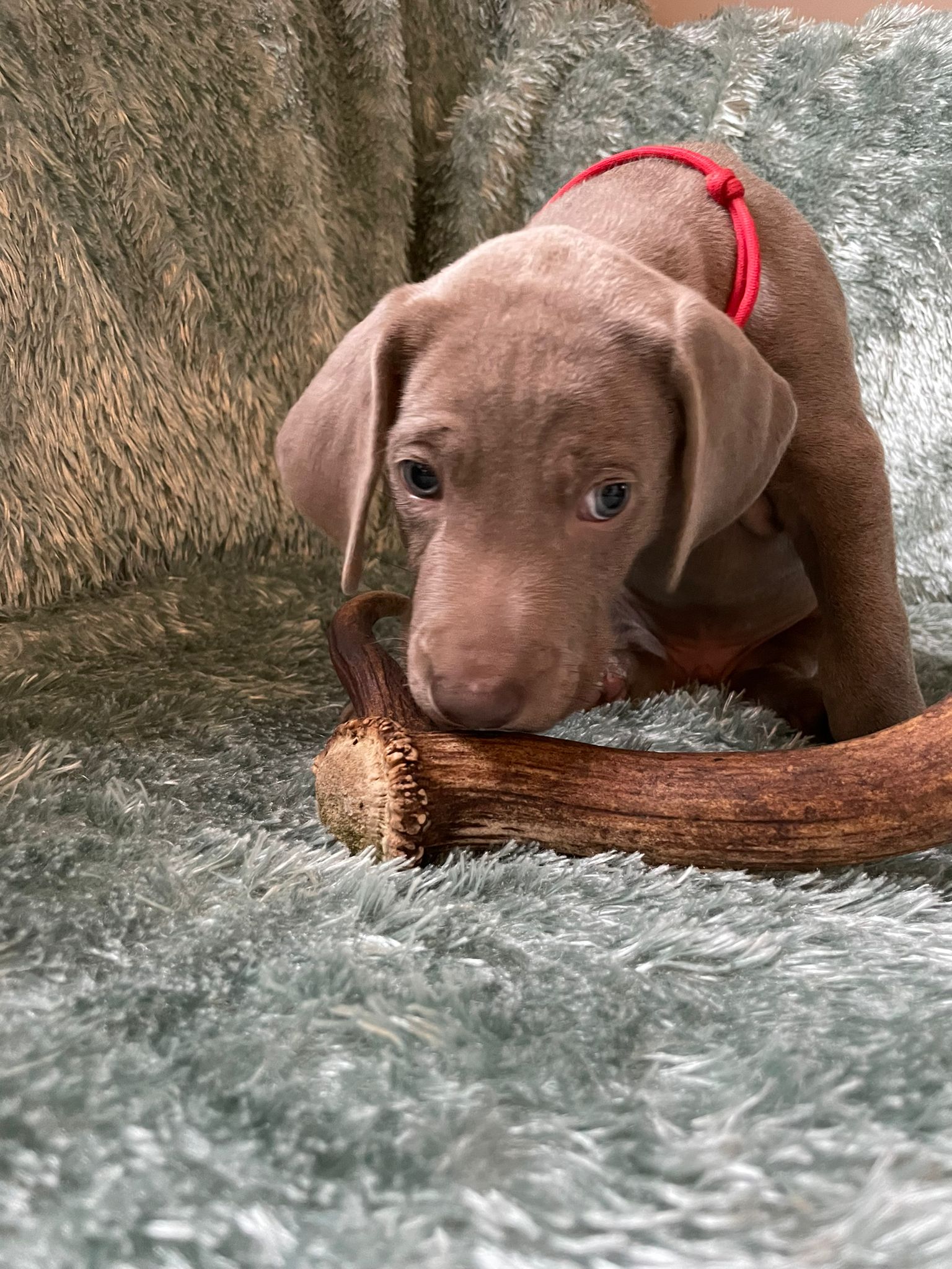 Miot O — 6 Weeks