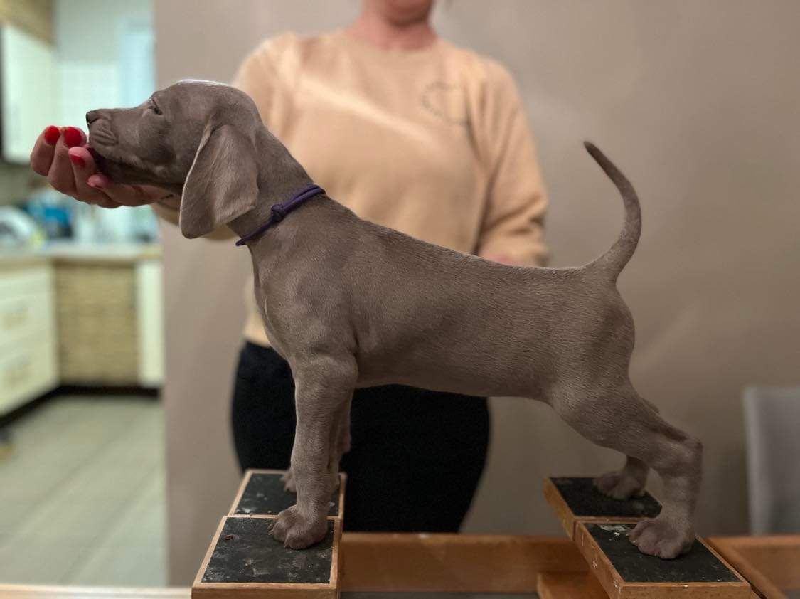 Miot O — 6 Weeks