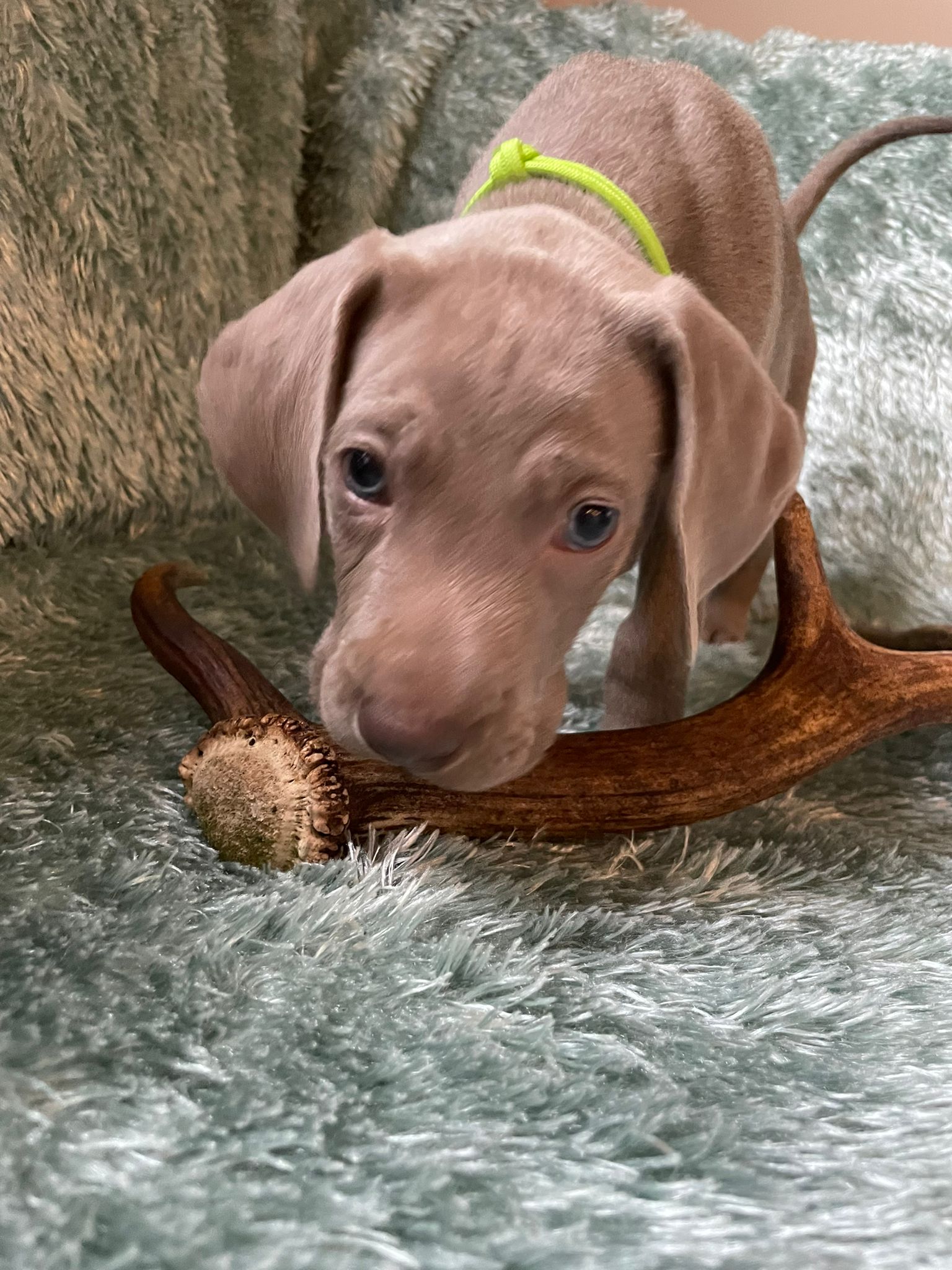Miot O — 6 Weeks