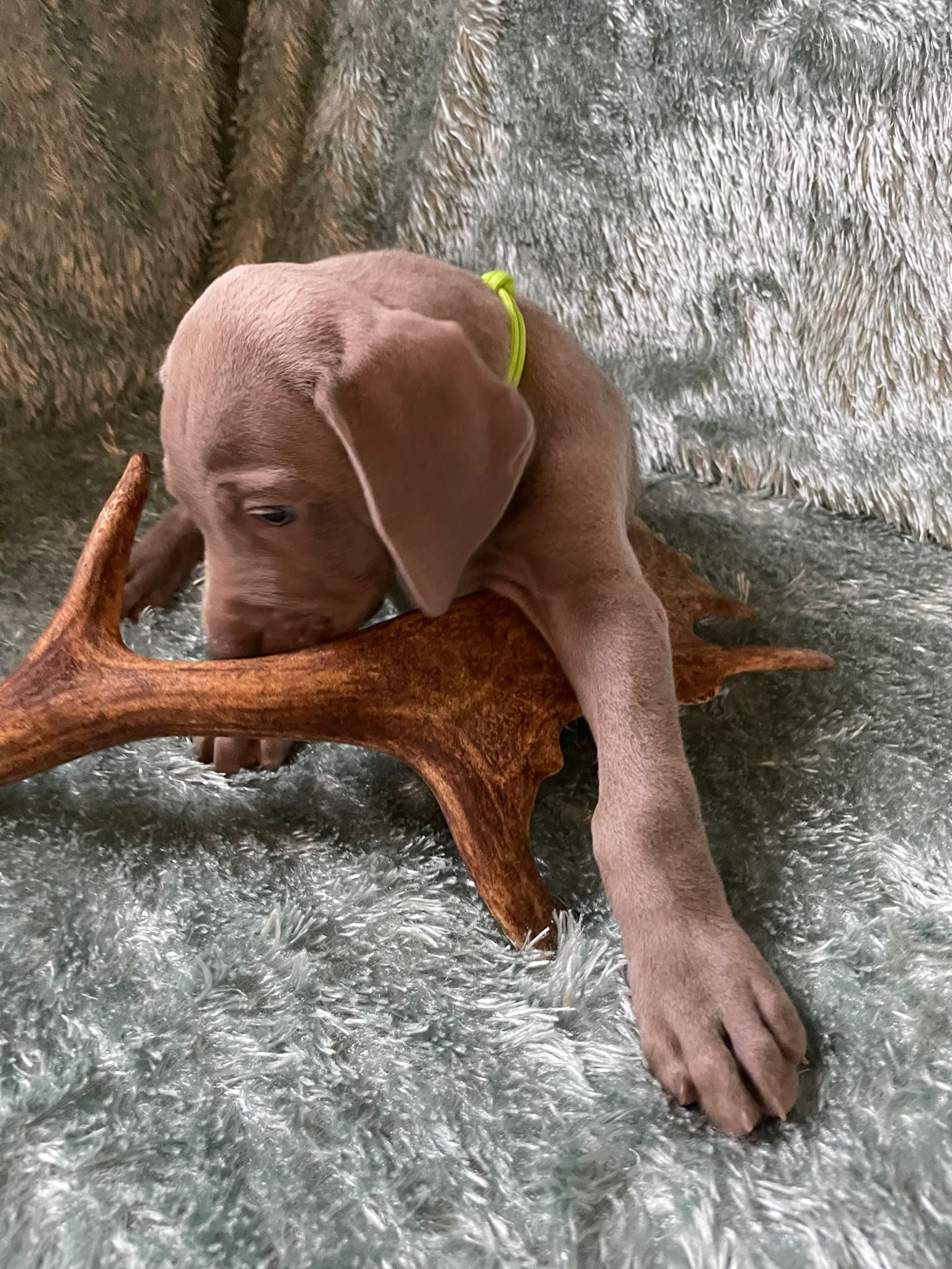 Miot O — 6 Weeks