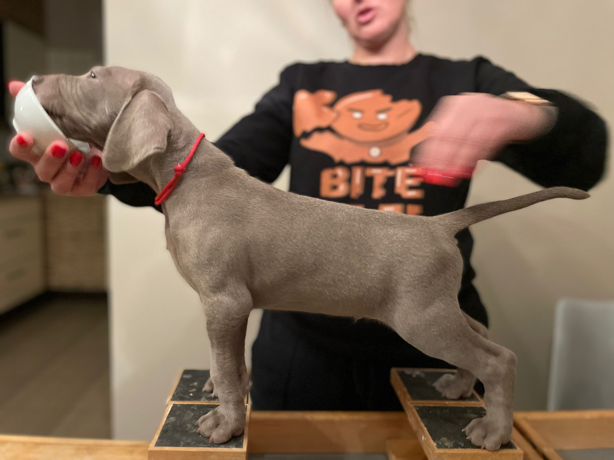 Miot O — 6 Weeks