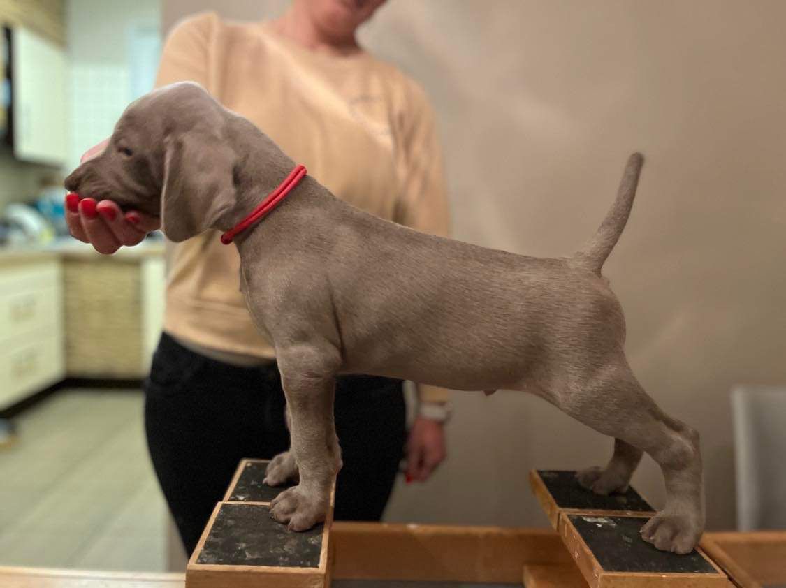 Miot O — 6 Weeks