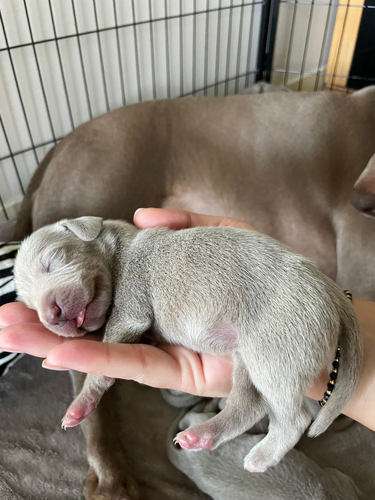 Miot O — Born