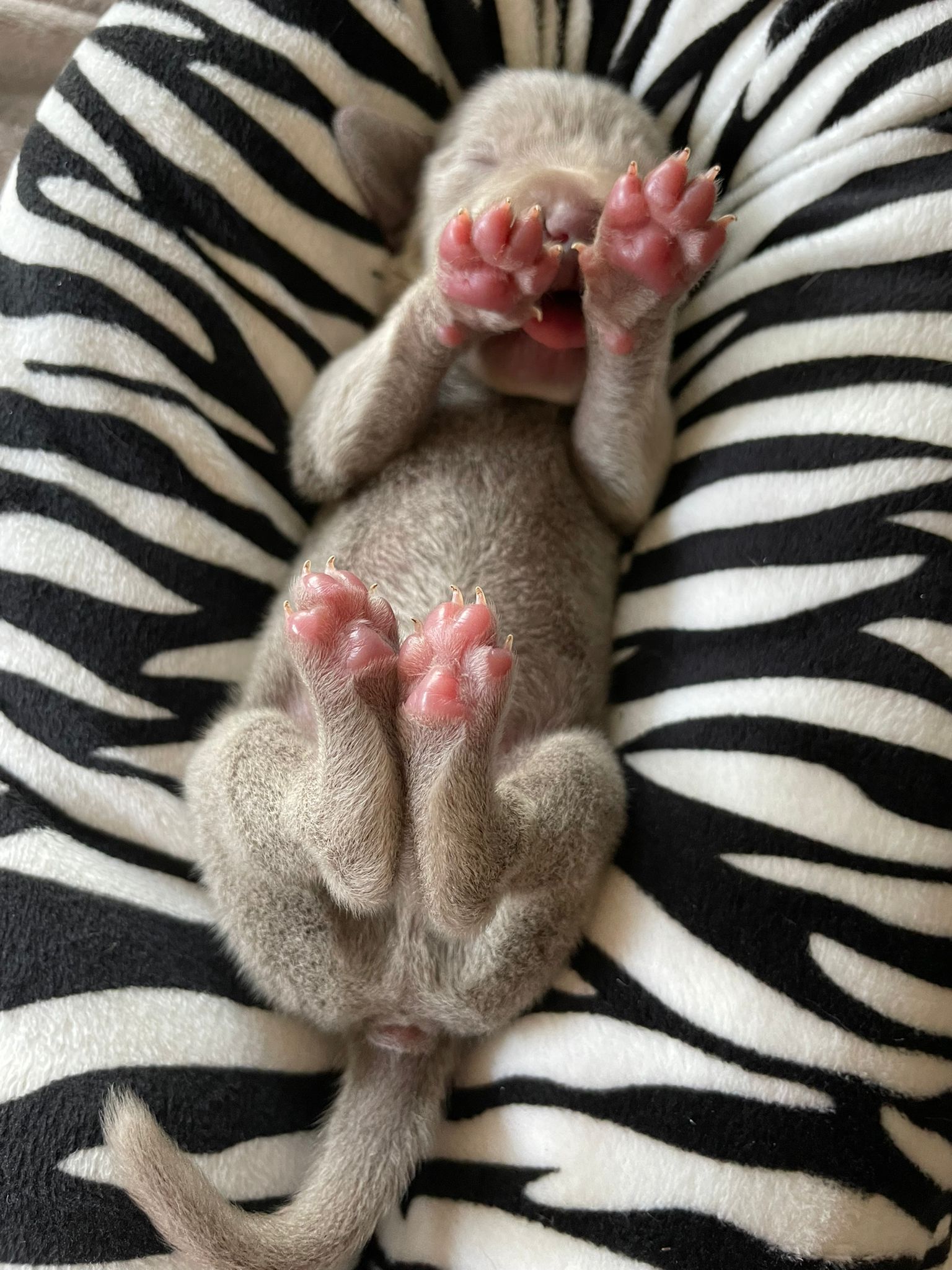 Miot O — Born