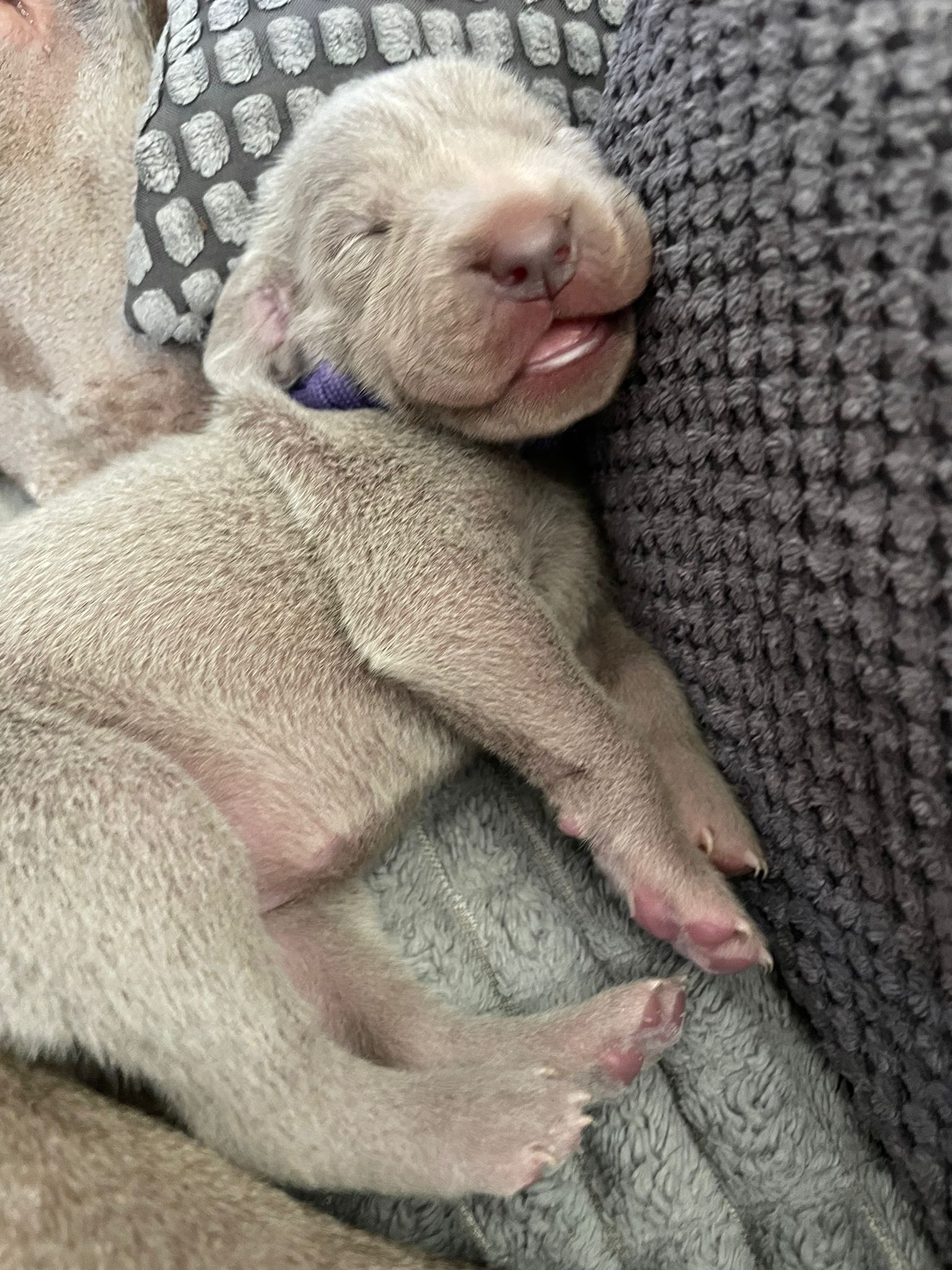 Miot O — Born