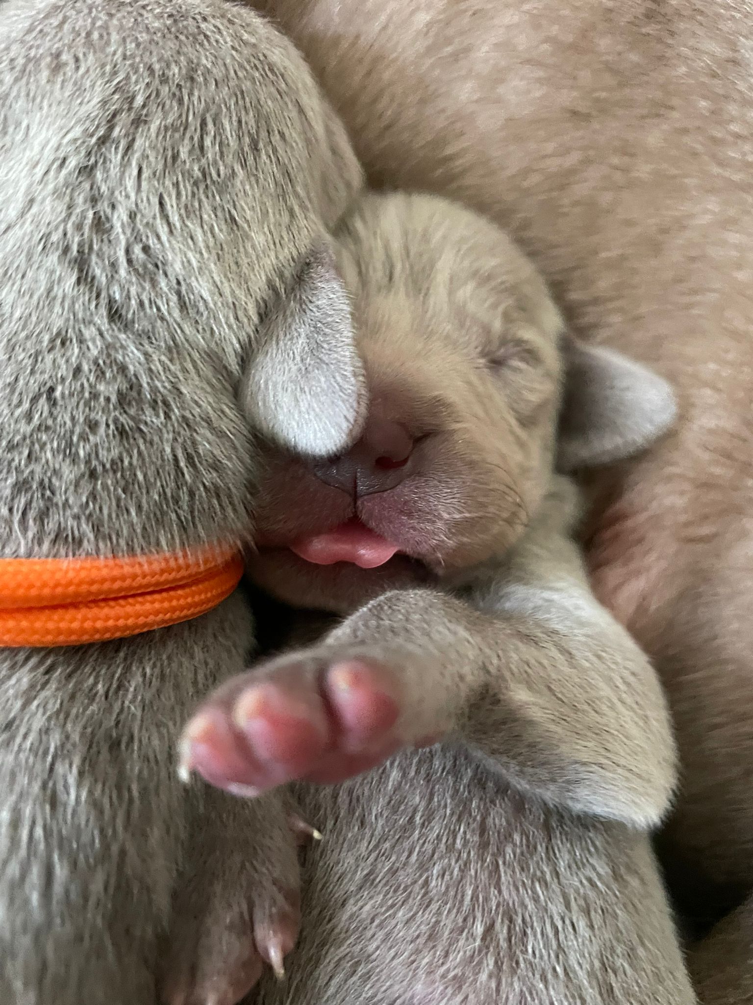 Miot O — Born